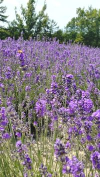 暑い夏でもお見合いは可能です