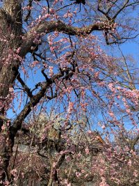 4月になりお問合せが多くなりました。