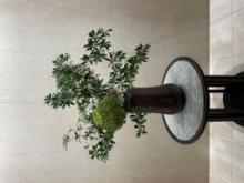 交際から真剣交際へと進むお見合い