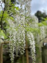 藤の花が満開に近づいてきました。