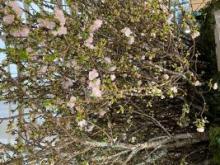 春の素敵な季節ですが、花粉で悩んでおられる方も多いようです。